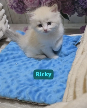 Unsere zauberhaften Britisch Langhaar Ekh Mix Kätzchen suchen ihr Für immer Zuhause