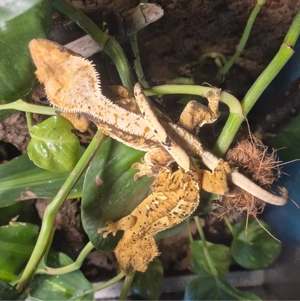 Verkaufe oder Tausche Kronengeckos gegen Leopardgeckos   