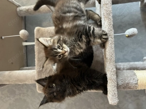 Reinrassige Main Coon Kitten