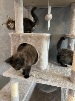 Reinrassige Main Coon Kitten