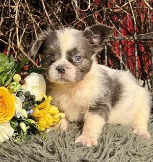 Premium Französische Bulldoggen Welpen aus promovierter Zucht