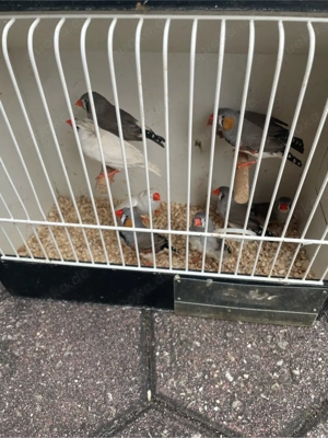 Zebrafinken 
