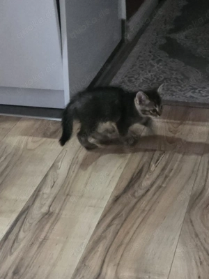 Süße Britisch Kurzhaar Kitten suchen liebevolles Zuhause ab 21.04.