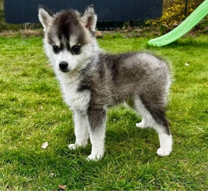 Pomsky weiblich 