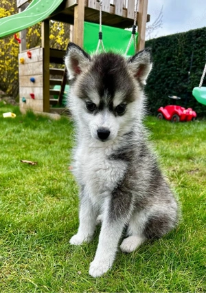 Abgabebereit! Pomsky Welpe 