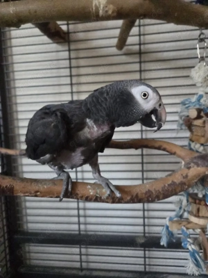 Timneh-Graupapagei Hahn