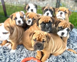 Englische Bulldogge welpen