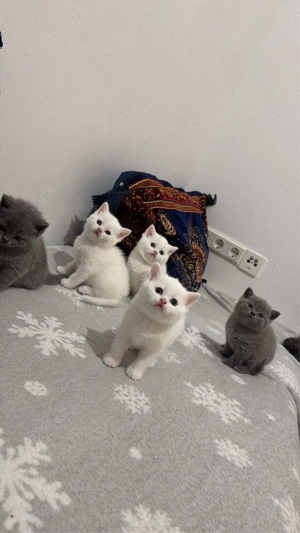 britische kurze Haare, Baby Katzen