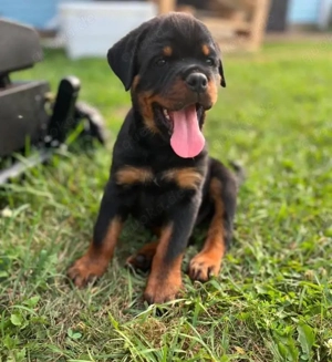 Rottweiler welpen Bild 4