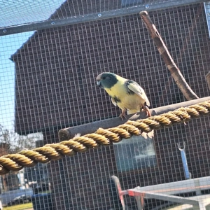 verkaufe ziegensittiche pärchen