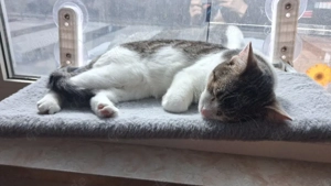 die 2 zucker süßen suchen 