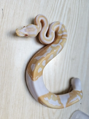 Albino Piebald 