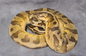 Pastel Enchi Pied het. Ultramel Python regius 