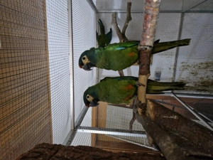 Ein Paar Rotrückenara zu Verkaufen 