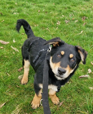 Bruno, 5 Monate, lieb, verspielt, hundeverträglich