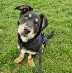 Bruno, 5 Monate, lieb, verspielt, hundeverträglich