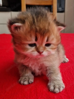 BKH BLH  Kitten Reinrassig mit Stammbaum 