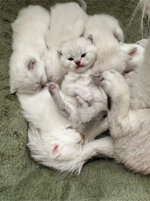 BKH kitten BKH silver shaded