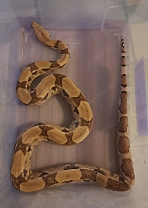Ghost het. Moonglow Boa imperator 