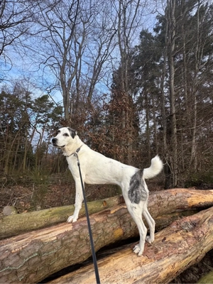 Hundedame in erfahrene Hände abzugeben