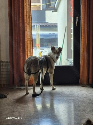 Notfall! Sunny wünscht sich ein Zuhause