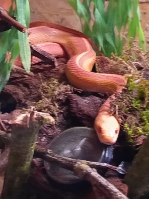 Kornnatter Männchen ( Toffee o. Caramel?) Stripe u. Amel stripe, Snow