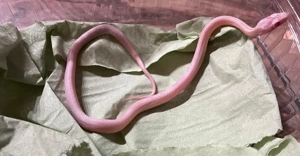 Kornnatter Männchen ( Toffee o. Caramel?) Stripe u. Amel stripe, Snow