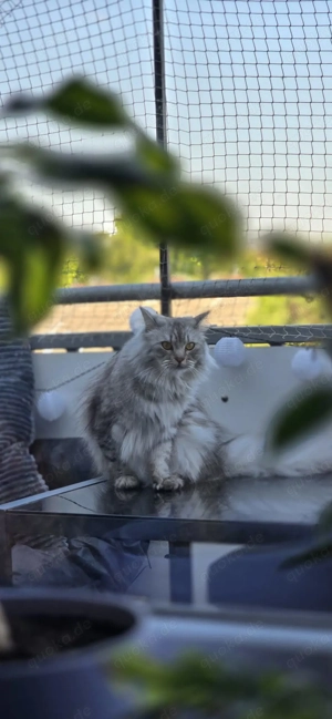 Zwei Katzen Kater in liebevolle Hände abzugeben