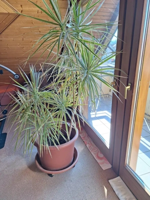 Zimmerpalme 2 farbig groß