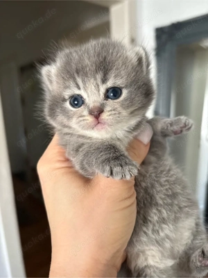 BKH - Britisch Kurzhaar Kitten - reinrassig