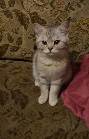 Britisch kurzhaar kitten 