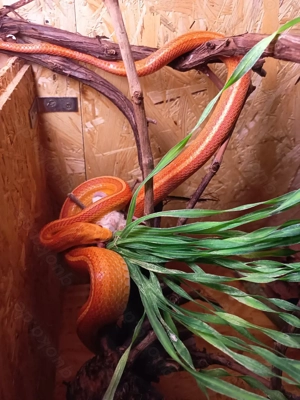 Kornnatter Männchen ( Toffee o. Caramel?) Stripe u. Amel stripe, Snow