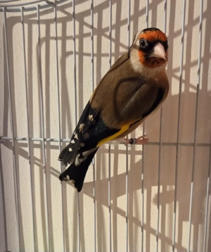 Stieglitz Parva von 2025