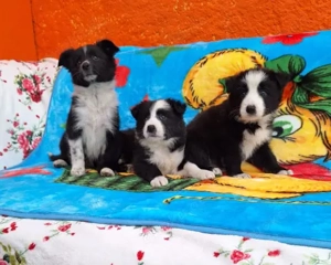 Border collie Welpen