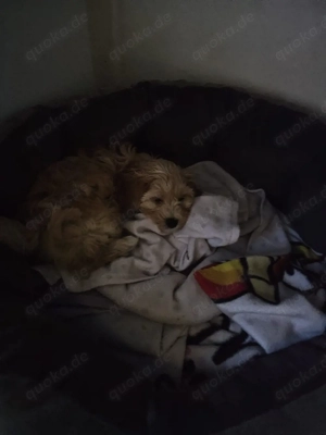 Zuckersüßer Maltipoo Rüde sucht seine Familie