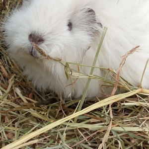  Junge wuschelige Meerschweinchen m w u Liebhabertier Dame weiß 