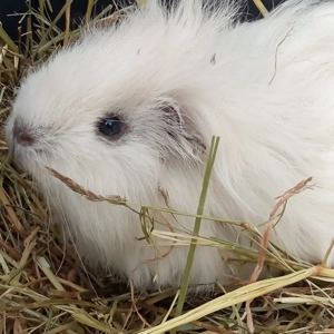  Junge wuschelige Meerschweinchen Mai 2026 m w u Liebhabertier Dame weiß Lunkaya weiß California Bild 5
