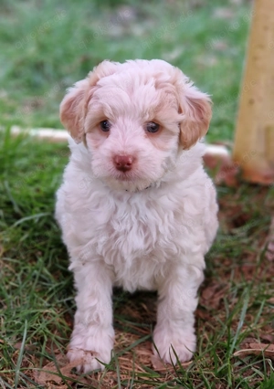 Verschmuster top geprögter Aussiedordoodle F1b  medium Welpe Rüde wie Labradoodle Aussiedoodle 