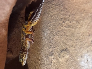 Wunderschöne Leopardgecko Weibchen, aus Platzmangel sehr günstig, der Preis ist verhandelbar 