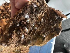 Cubaris spec. Panda King