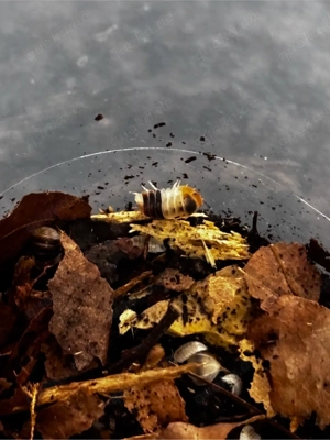 Cubaris spec. white shark