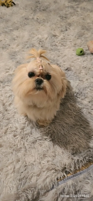 Shih-Tzu Stammbaum 