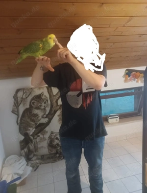Doppelgelbkopfamazone Handzahm mit Cites !