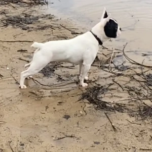 French rüde 8 Monate jung 