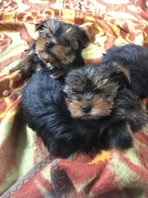 Yorkshire Terrier Rüde ab 1.4.26 von privat zu vermitteln 