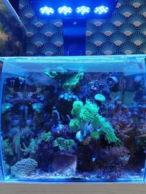 Meerwasser Aquarium komplett 