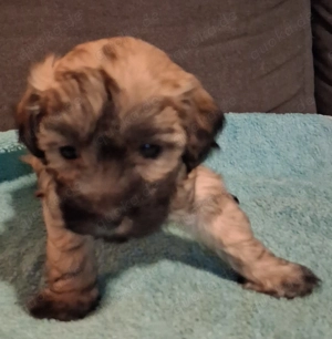 Maltipoo Welpen suchen ihr zuhause