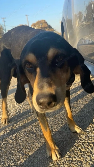 Hundeopa Freddie sucht Gnadenplatz