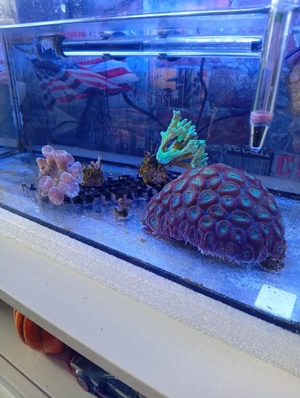 Korallen komplett wie auf dem Bild 