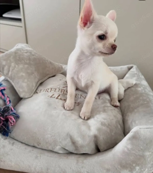 Chihuahua-Welpen suchen liebevolles Zuhause chihuahawelpe gmail com
